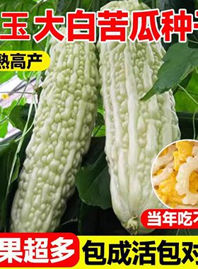 白玉苦瓜种子四季阳台庭院种植