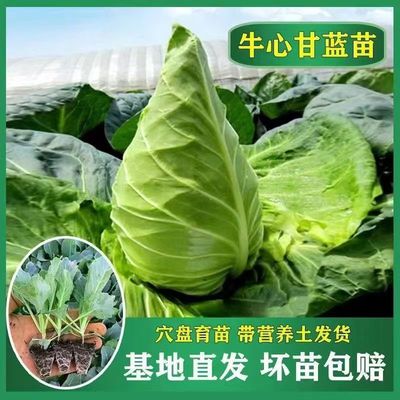 牛心甘蓝秧苗尖头包菜苗耐高温早熟特大高产卷心菜当季蔬菜秧苗子