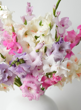 花气 | 剑兰唐菖蒲紫色系花材室内桌面鲜花摆件家居插花顺丰