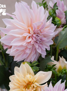 花气 |大丽花牛奶咖啡奶油桃子农场型鲜切花法式家居插花顺丰速递