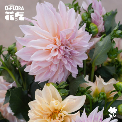 花气大丽花家居鲜花桌面装饰