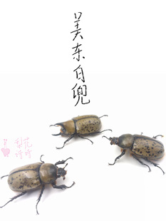 美东白兜甲虫美洲美国独角仙饲养简单性价比高标本制作标本制作