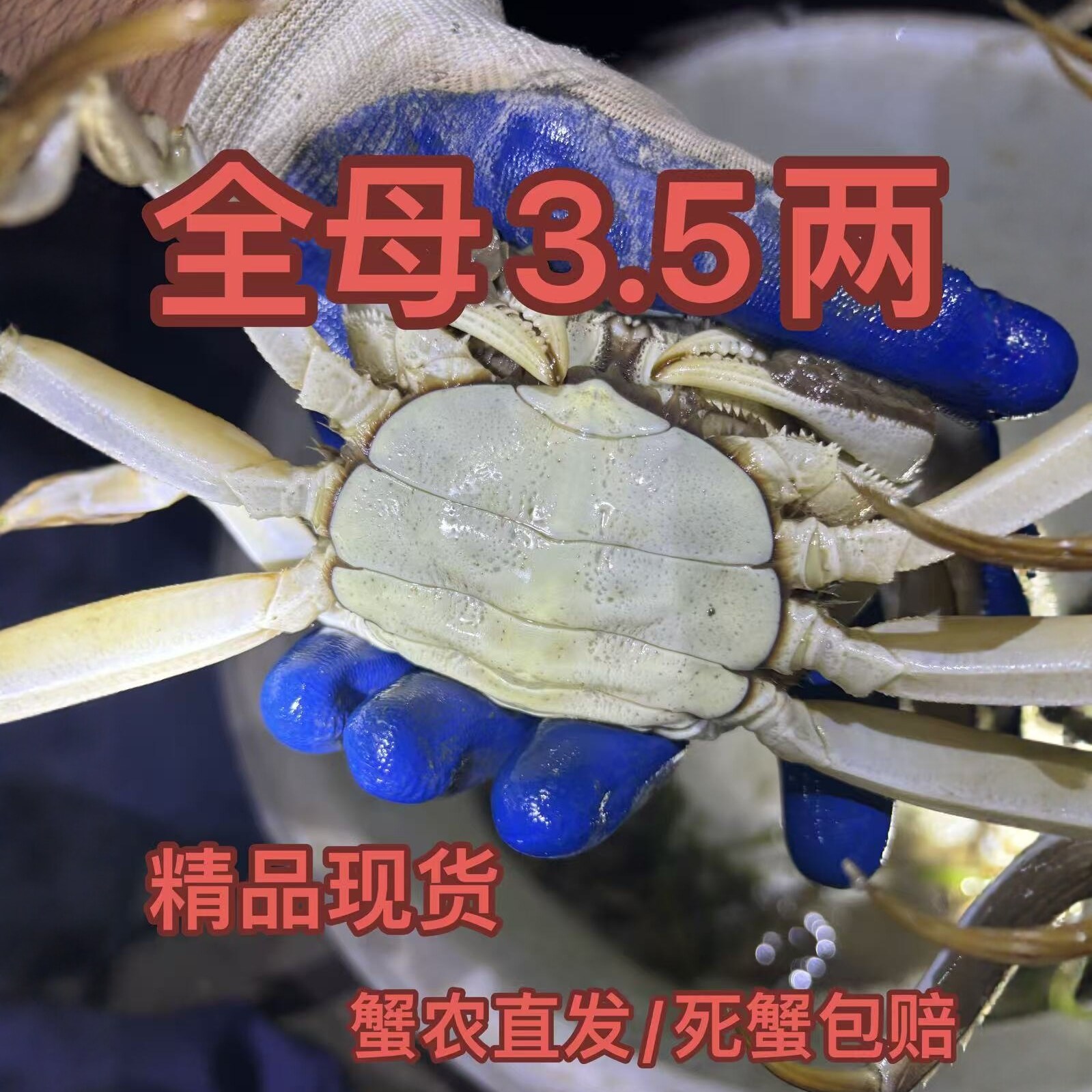 固城湖大闸蟹 活蟹全母现货高淳精品湖蟹 全母3.5两净重3.1-3.5两