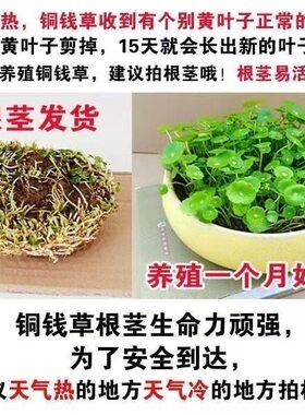 耐寒观赏根茎室内盆栽花卉绿植金钱草土培水培植物好养抗冻盆栽