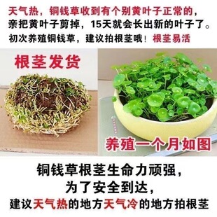 耐寒观赏根茎室内盆栽花卉绿植金钱草土培水培植物好养抗冻盆栽