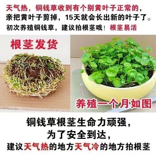 耐寒观赏根茎室内盆栽花卉绿植金钱草土培水培植物好养抗冻盆栽