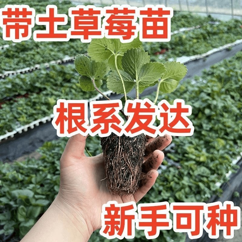 奶油草莓苗盆栽好养活红颜四季