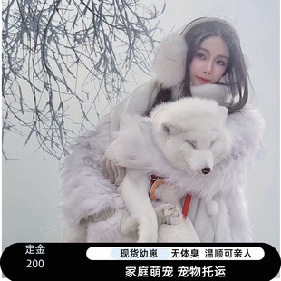 宠物小狐狸幼崽活体家庭饲养网红哈尔滨雪狐白狐幼崽活体标价定金