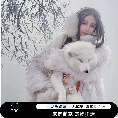 哈尔滨网红宠物幼崽雪狐白狐活体