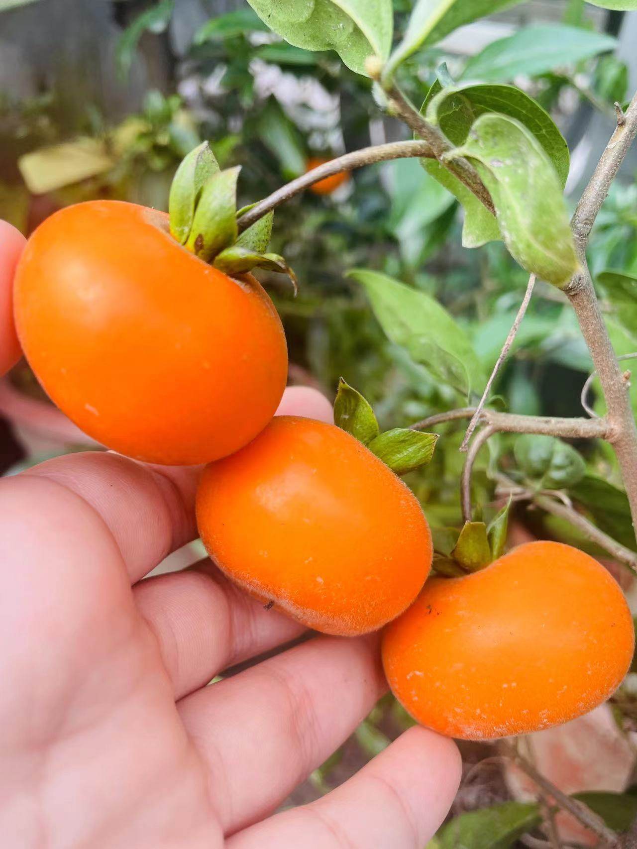 261~350金弹子四季果 紫阳金丹 血钻葫芦盆景 观果观叶 成都发货