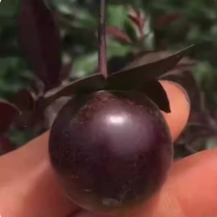 紫阳金丹 观果观叶 血钻葫芦 原生公树 原盆原土 中国红 金弹子