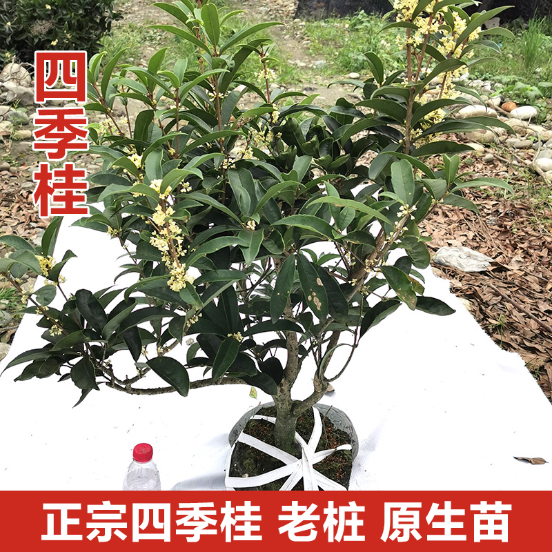 四季桂花盆栽浓香型佛顶珠天香台阁桂日香桂花四季开花庭院阳台 - 封面