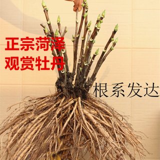 菏泽牡丹花苗大苗洛阳观赏盆栽带花苞四季阳台庭院室内外好养的花