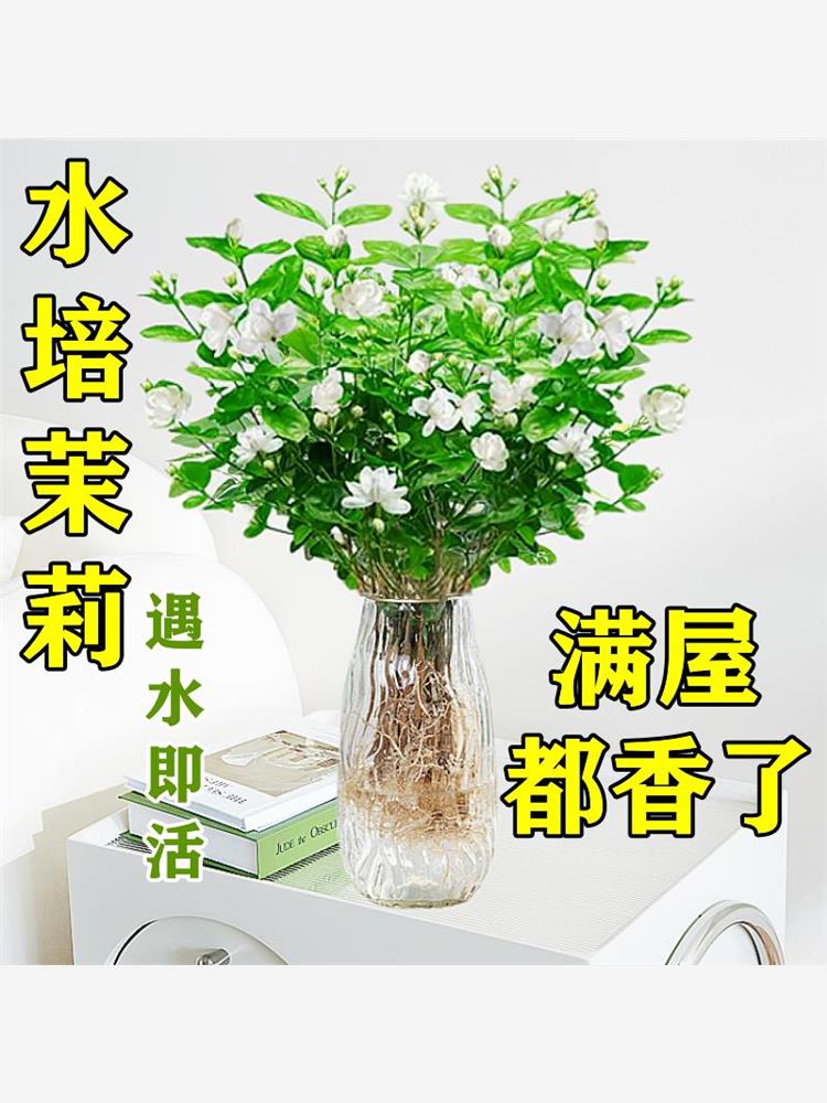 茉莉花水培植物盆栽办公室内桌面好养懒人鲜花绿植九里香水养花卉