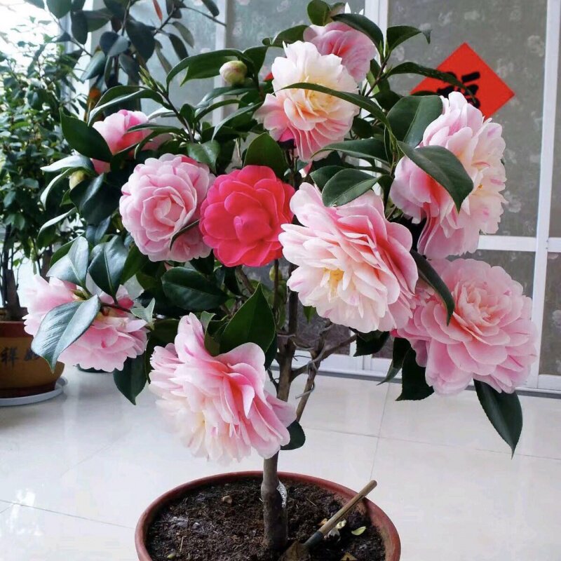 塞牡丹一树多色茶花树苗浓香型巨花盆