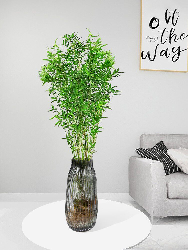 水培植物米竹盆栽室内带根水养小叶凤尾竹鱼缸用绿植矮化禅意盆景