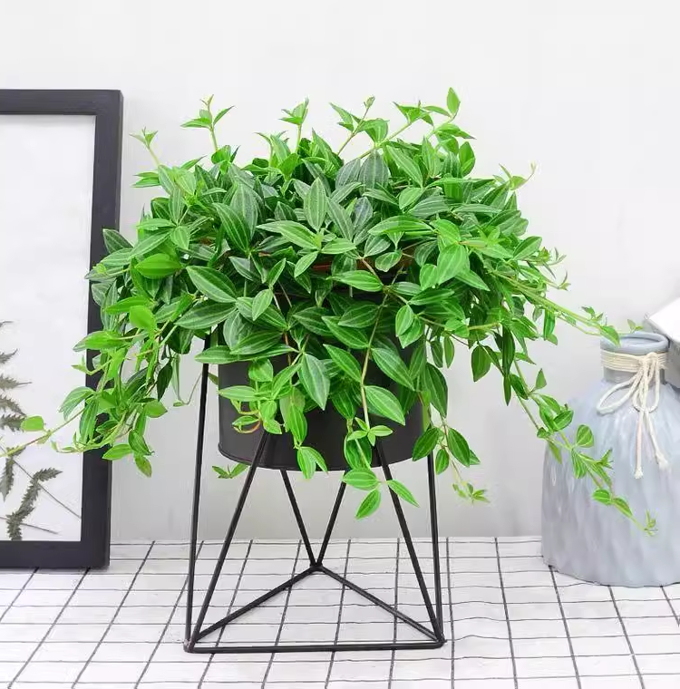 钻石翡翠吊兰盆栽室内阳台吸甲醛净化空气易养活四季常青绿植,鲜花速递/花卉仿真/绿植园艺,绿植,淘宝优惠券,粉丝福利购,淘宝优惠卷