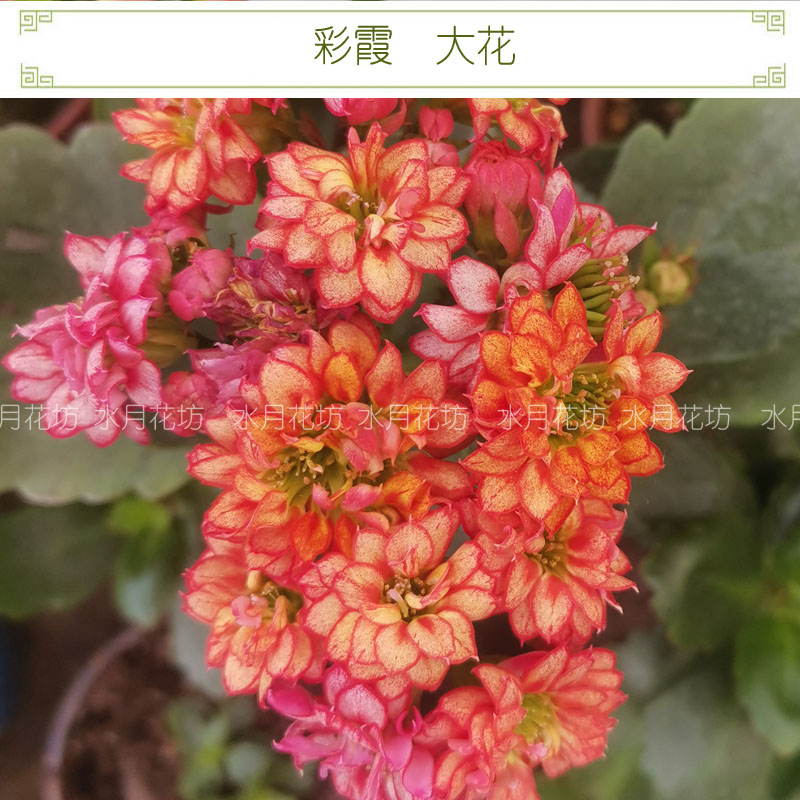 水月花坊长寿花室内四季