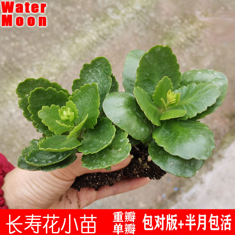 草本植物室内长寿花水月花坊四季