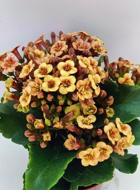 满10元包邮 流萤宫灯长寿花扦插顶芽无根枝条单瓣室内盆栽花四季