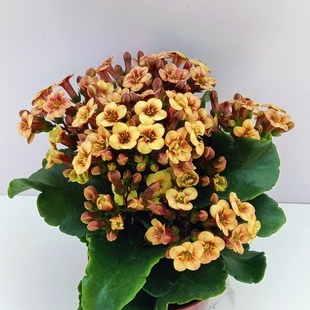 满10元包邮 流萤宫灯长寿花扦插顶芽无根枝条单瓣室内盆栽花四季