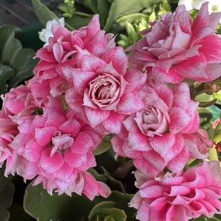 满9.9元包邮 露娜长寿花枝条顶芽重瓣大花鲜花盆栽室内阳台四季开