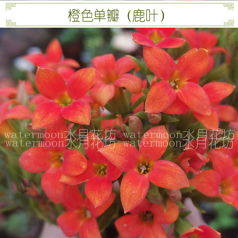 橙色单瓣顶芽枝条长寿花