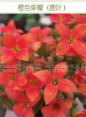 满10元包邮 橙色单瓣顶芽枝条长寿花小苗花苗大花盆栽鲜花四季开