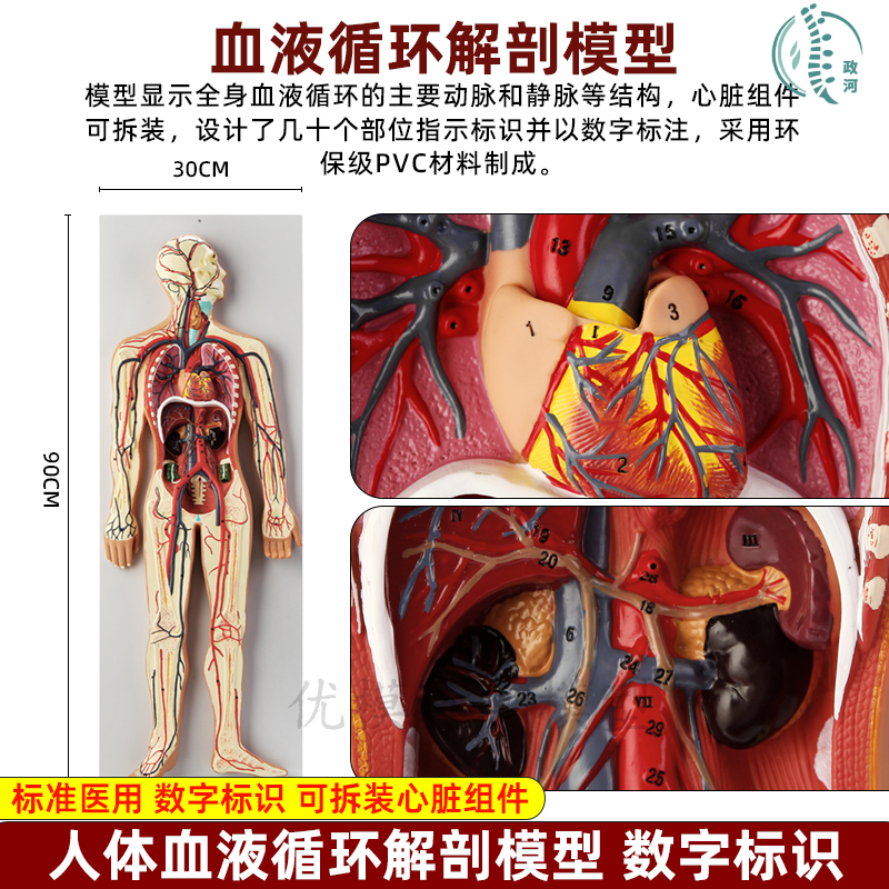 人体血液循环系统模型内脏心脏器官血管解剖模型医院学校教学教具