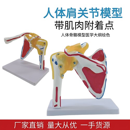 关节骨头肌肉骨骼模型骨科康复