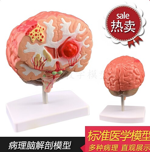 政河医用教学人脑解剖模型