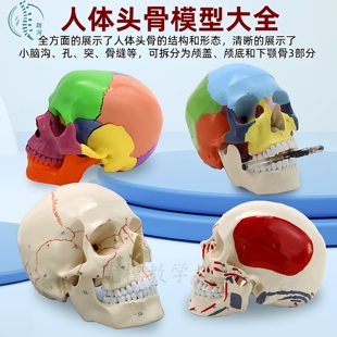 医学可拆分卸22部件1:1人体彩色头骨模型头颅骷髅头医用口腔教学