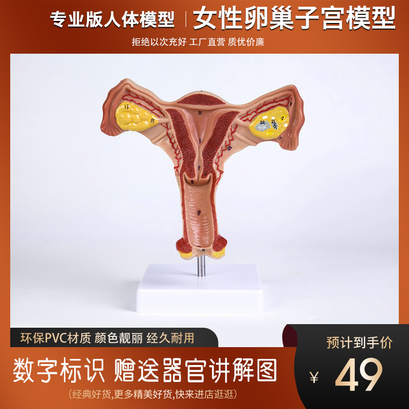 医学女性子宫g模型卵巢生殖结构解剖模型妇科妇产科卵巢子宫模型
