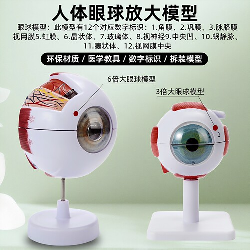 2026新版医用3D眼球放大模型