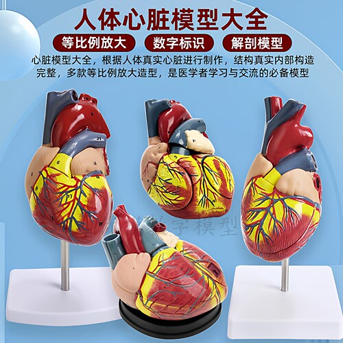 人体心脏解剖模型B超彩超医教学