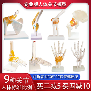 人体关节骨骼模型韧带手肘肩髋脚仿真演示医院学校用教具摆件全套