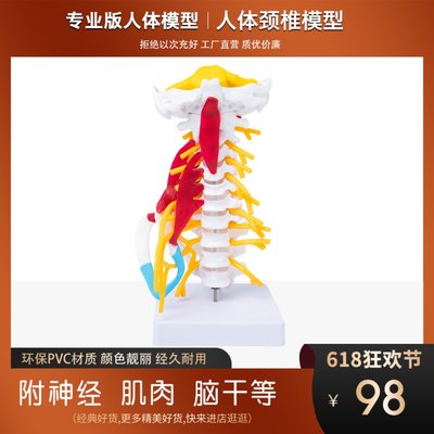 人体颈椎骨骼模型脊椎脊柱脑干模块神经肌肉结构医院学校用教学