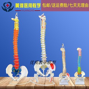 人体脊柱模型1:1成人医学正骨练习骨骼模型颈椎腰椎脊椎骨架模型