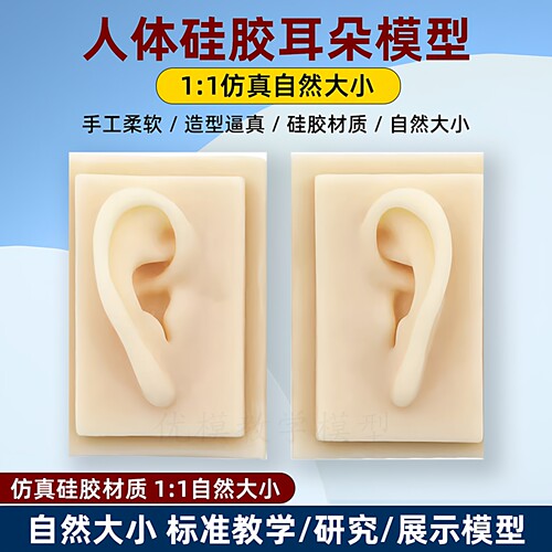 采耳教学模型仿真人耳教学培训