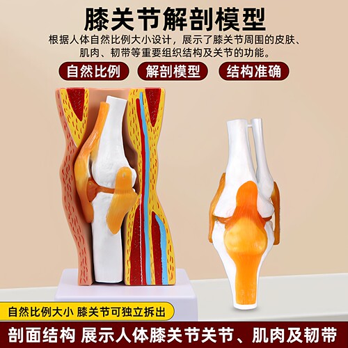 膝关节模型带肌肉韧带膝盖肌腱骨