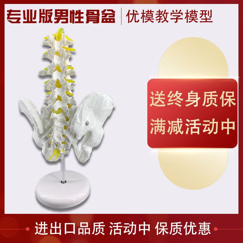 5개 섹션의 척추 척추 요추 관절 인간 골격 의료 교육 골반을 갖춘 남성 골반 모델