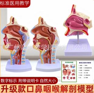 政河耳鼻喉科鼻咽喉解剖模型医用教学演示标准款数字标示附说明卡