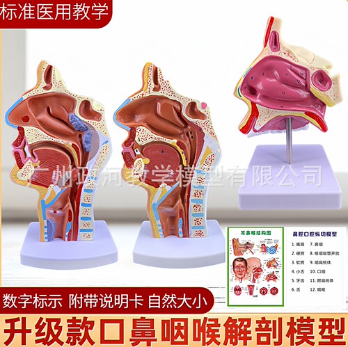 人体鼻腔解剖模型耳鼻喉科医学