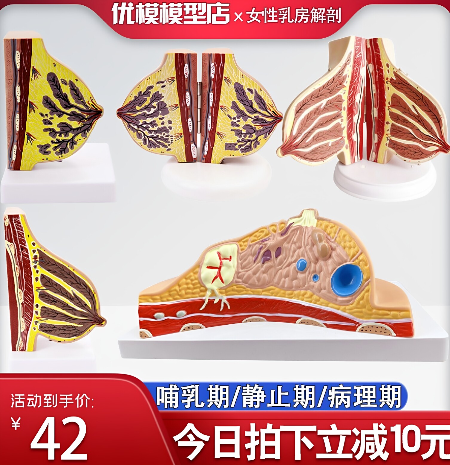乳房模型胸模型胸部解剖模型静止期哺乳期女性乳房结构造医学教学