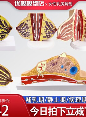 胸部解剖静止期女性乳房模型