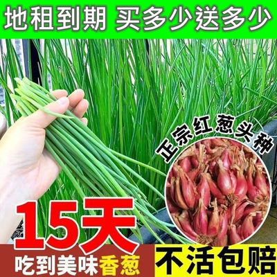 四季四川农家红葱头香葱头红葱头火葱正宗老品种小红葱正宗火葱头