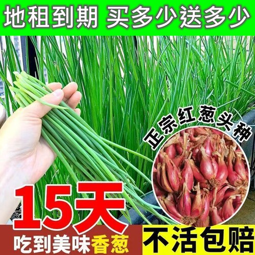 四季四川农家红葱头香葱头红葱头火葱正宗老品种小红葱正宗火葱头