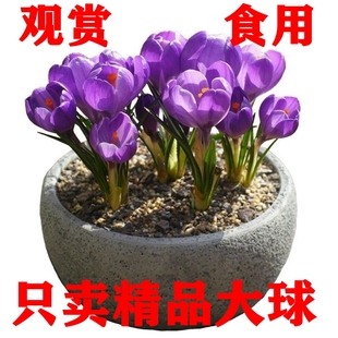 藏红花种球潘红花种子四季种植室内阳台花卉植物冬季西红花苗种球