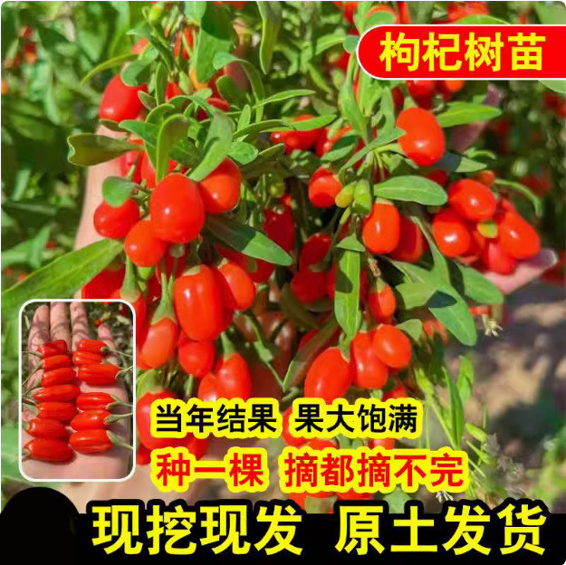 黑枸杞树苗宁夏新疆红色食用枸杞苗老桩盆景盆栽种植枸杞子果树苗