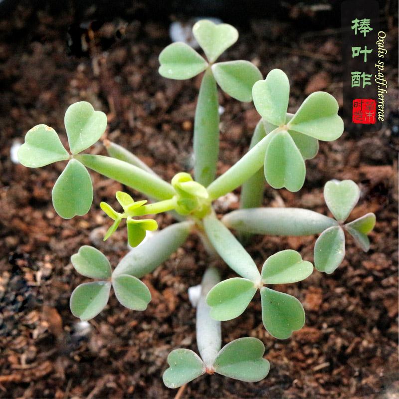 棒叶酢浆草Oxalis sp.aff.herrerae稀有奇异幸运草多肉植物包邮